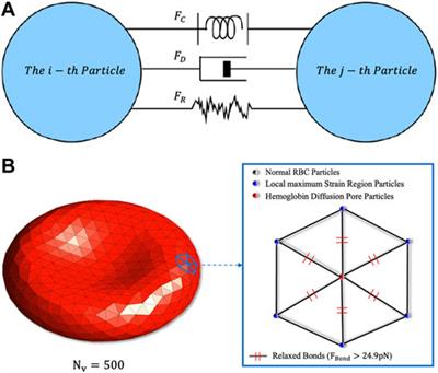 Cell-scale hemolysis evaluation of intervenient ventricular assist device based on dissipative particle dynamics